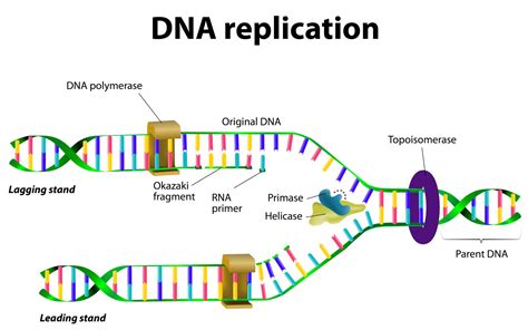 dna replication http www.youtube.com watch v onuspqg0jd0|process of dna replication.